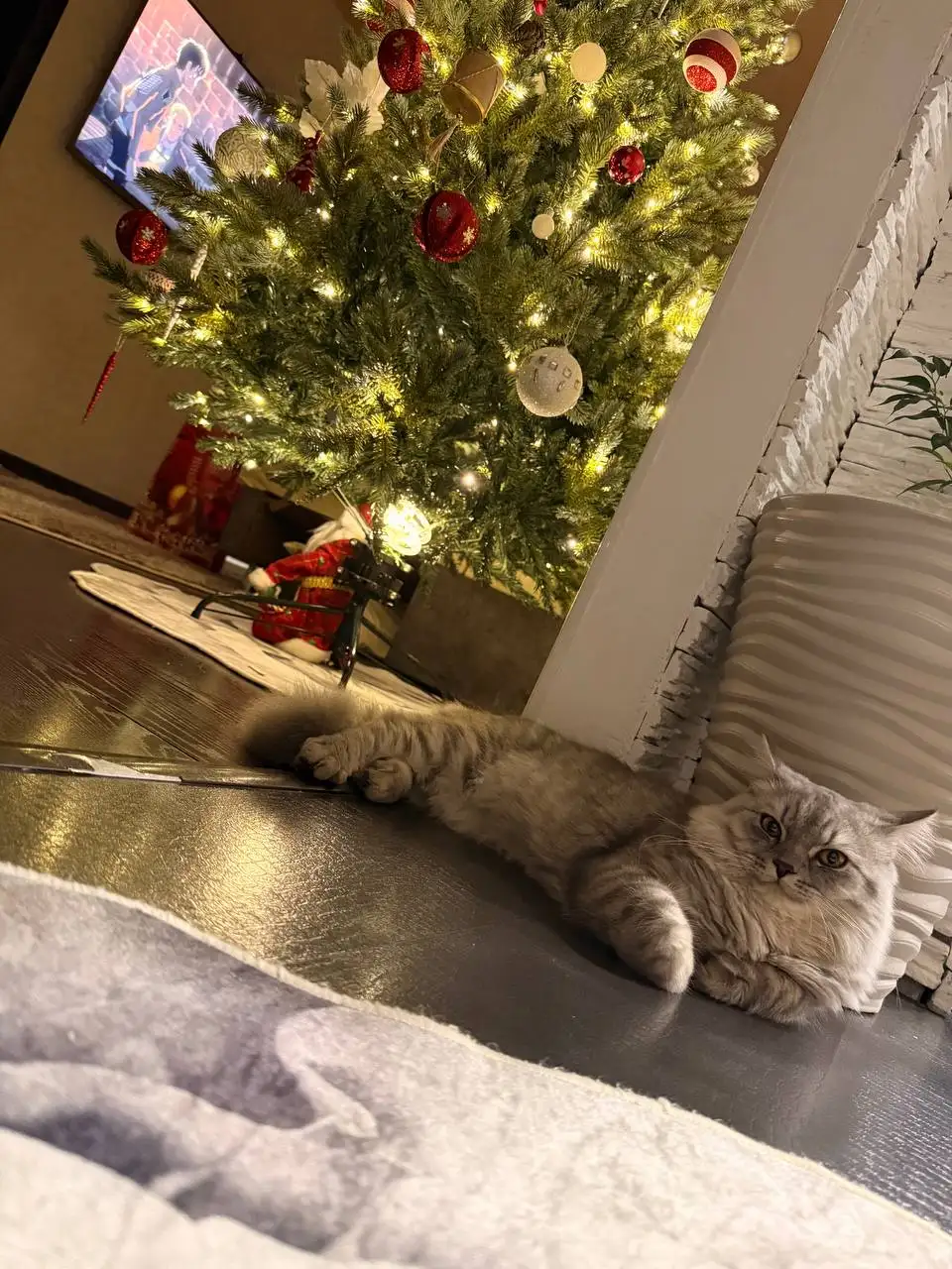 Отдам в добрые руки чистокровного шотландского кота - Кошки (Животные) в Хабаровск