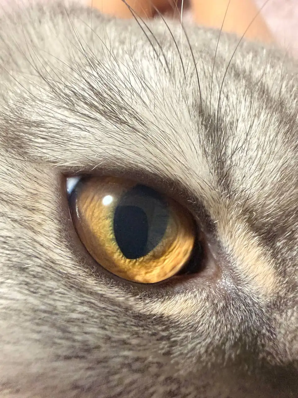 Отдам в добрые руки чистокровного шотландского кота - Кошки (Животные) в Хабаровск