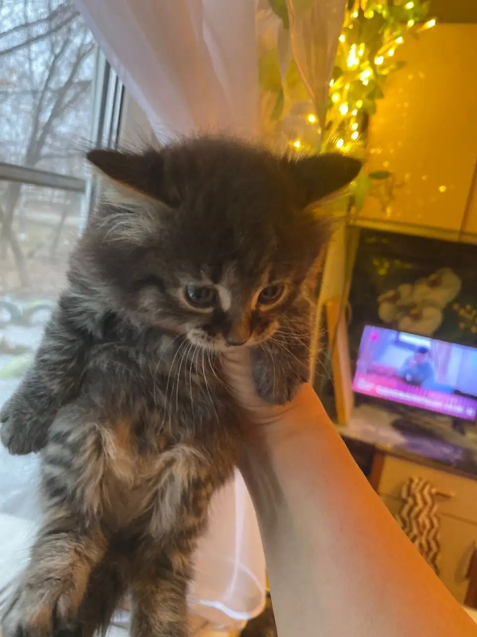 Пристройство котят с улицы - Кошки (Животные) в Хабаровск