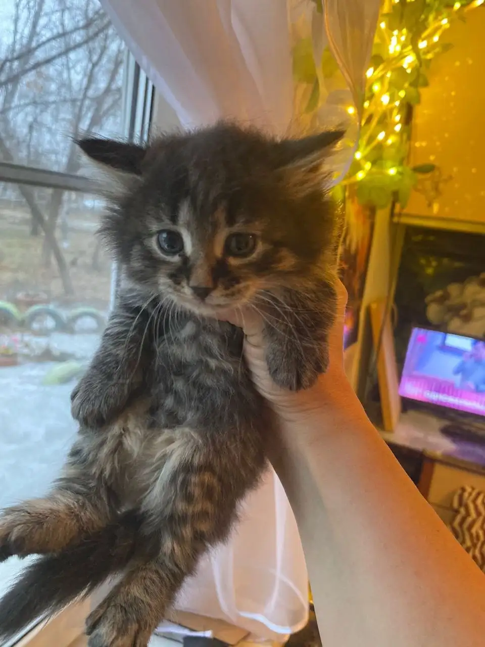 Пристройство котят с улицы - Кошки (Животные) в Хабаровск