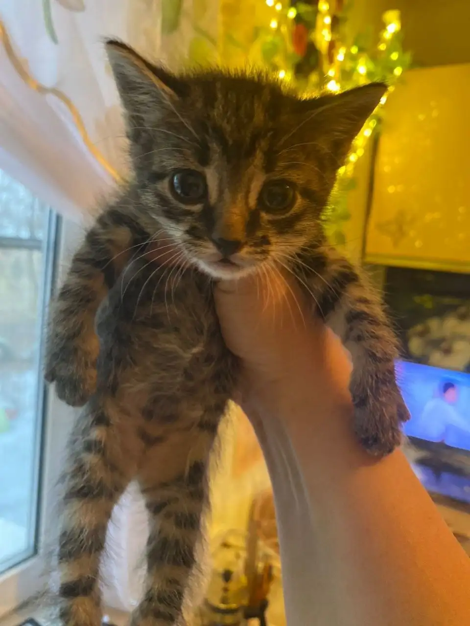 Пристройство котят с улицы - Кошки (Животные) в Хабаровск