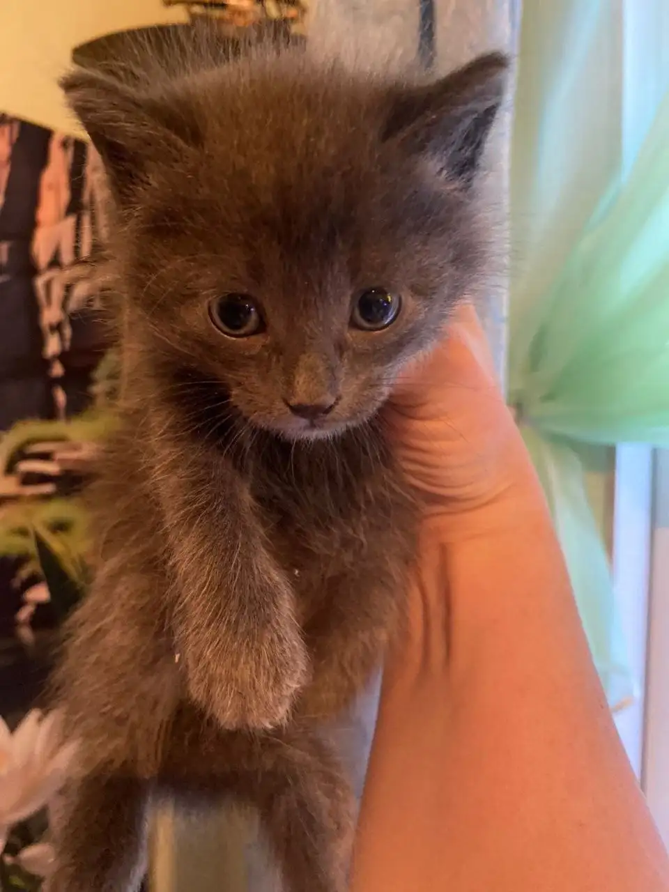 Пристройство котят с улицы - Кошки (Животные) в Хабаровск