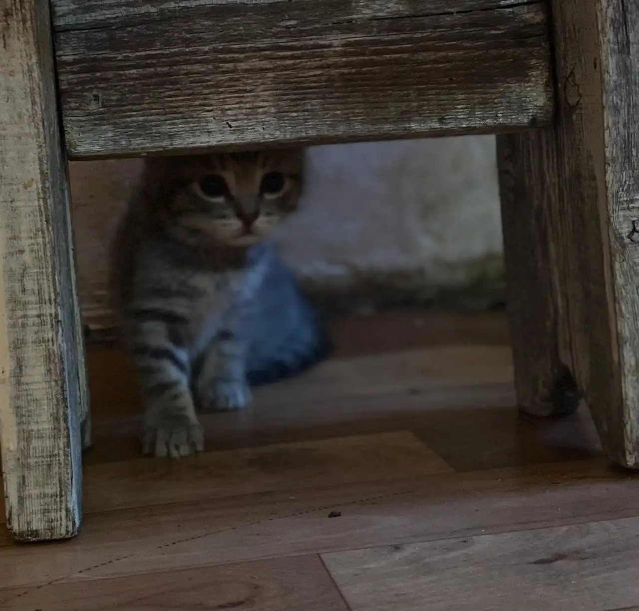 Пристройство котят с улицы - Кошки (Животные) в Хабаровск