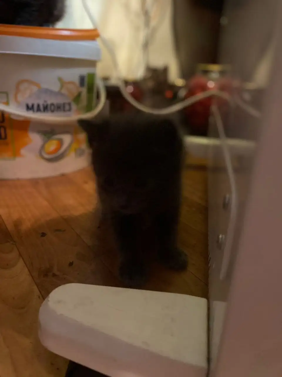 Пристройство котят с улицы - Кошки (Животные) в Хабаровск