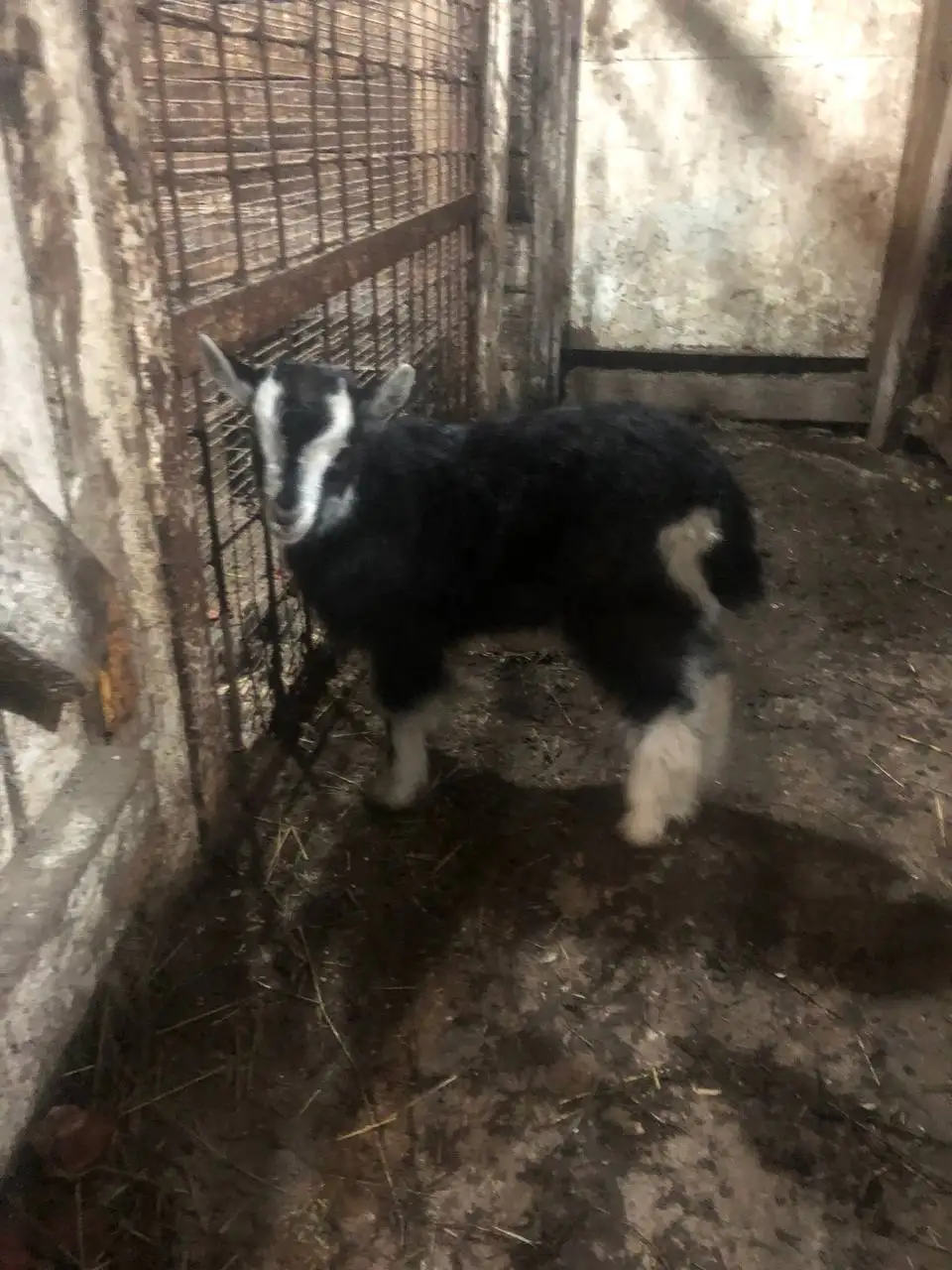 Продам или поменяю Козлика - Сельскохозяйственные животные (Животные) в Матвеевка