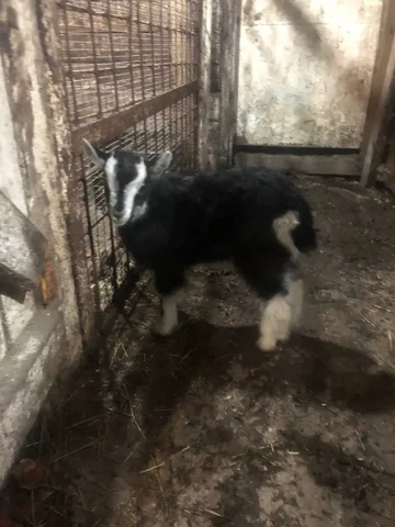 Продам или поменяю Козлика - частное объявление в Матвеевка