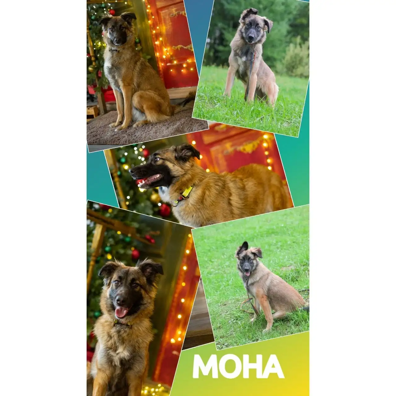 Мона, собака, ищет семью - Собаки (Животные) в Хабаровск