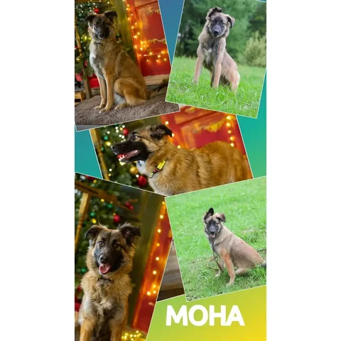 Мона, собака, ищет семью - Животные в Хабаровск