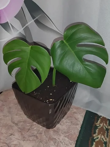 Монстера в Железнодорожном районе Хабаровска - Фестиваль в Хабаровск