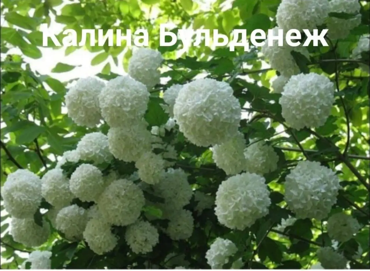 Саженцы Калины Бульданеж - Растения и саженцы (Для дома и дачи) в Хабаровск