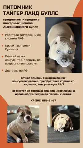 Щенки Американского булли для выставок и семьи - Рыба в Хабаровск