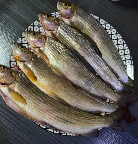 Хариус потрошёный и непотрошёный 1000 р/кг - Еда в Хабаровск