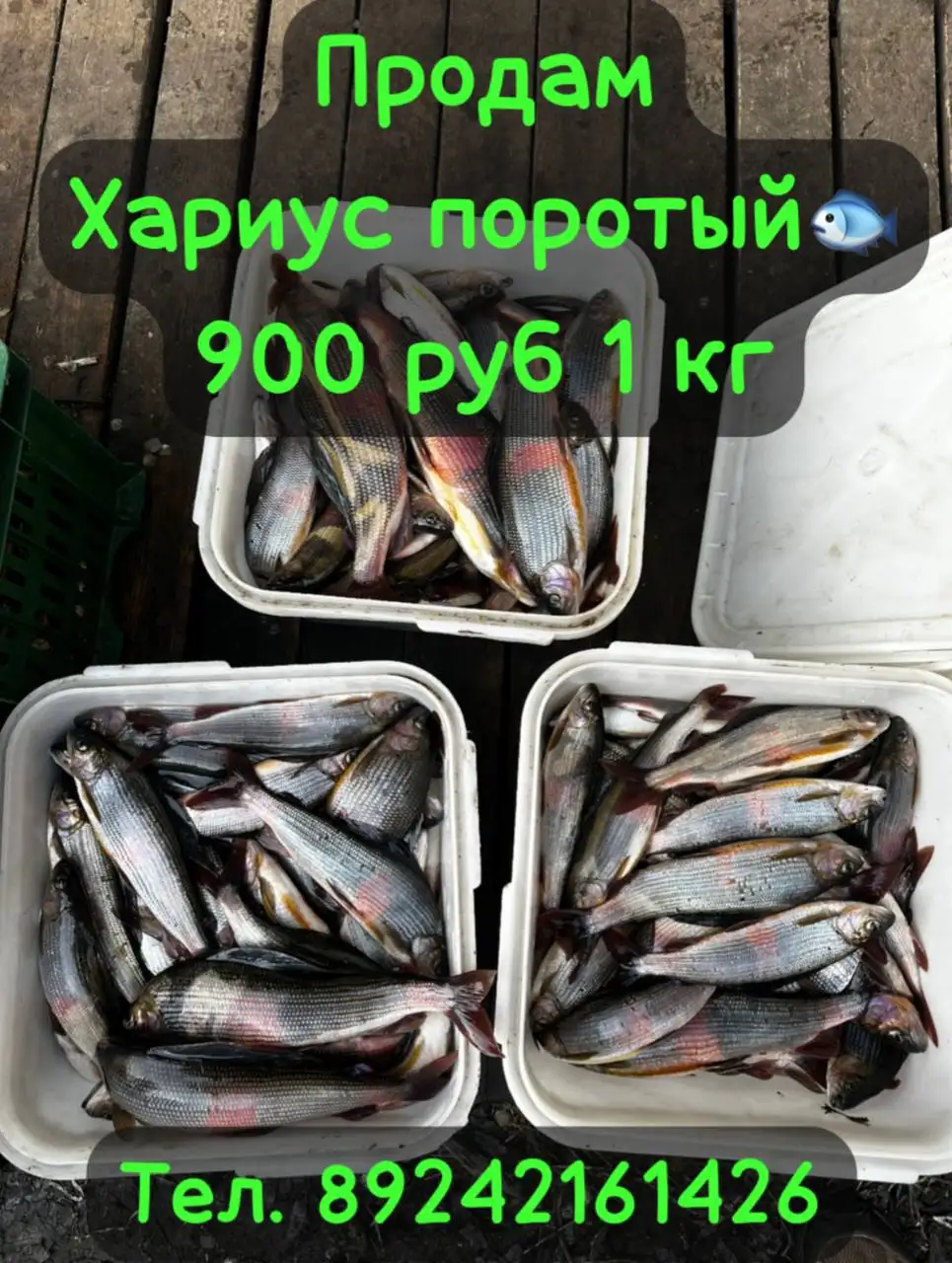 Хариус поротый - Барахолка в Хабаровск