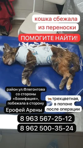 Потерялась кошка в Хабаровске - Клетки и переноски в Хабаровск