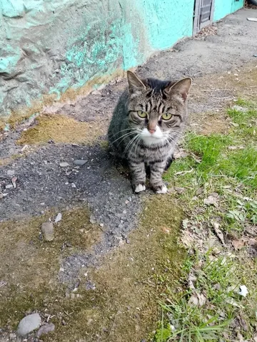 Котик ищет дом - Клетки и переноски в Хабаровск