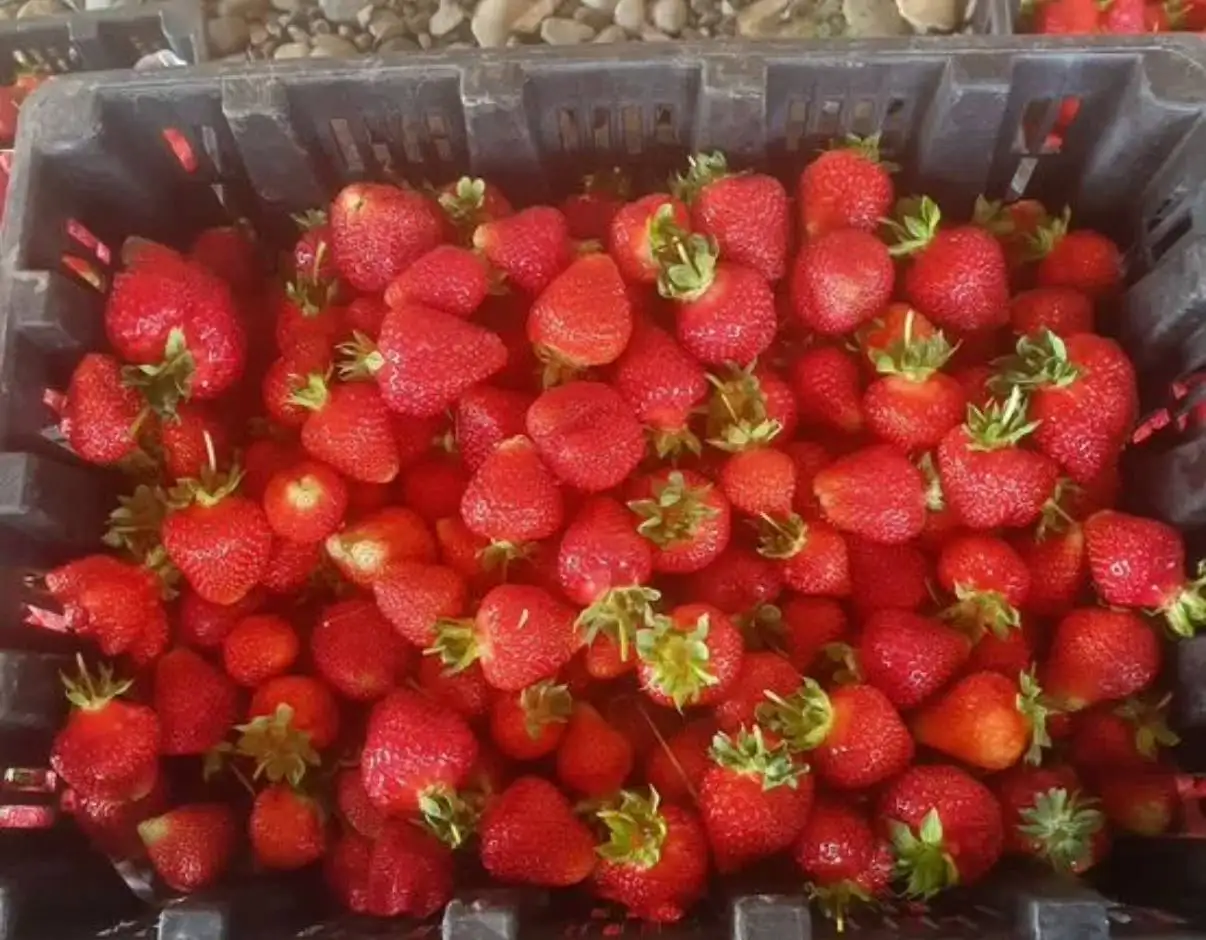 Домашняя клубника - Фрукты и ягоды (Продукты) в Хабаровск