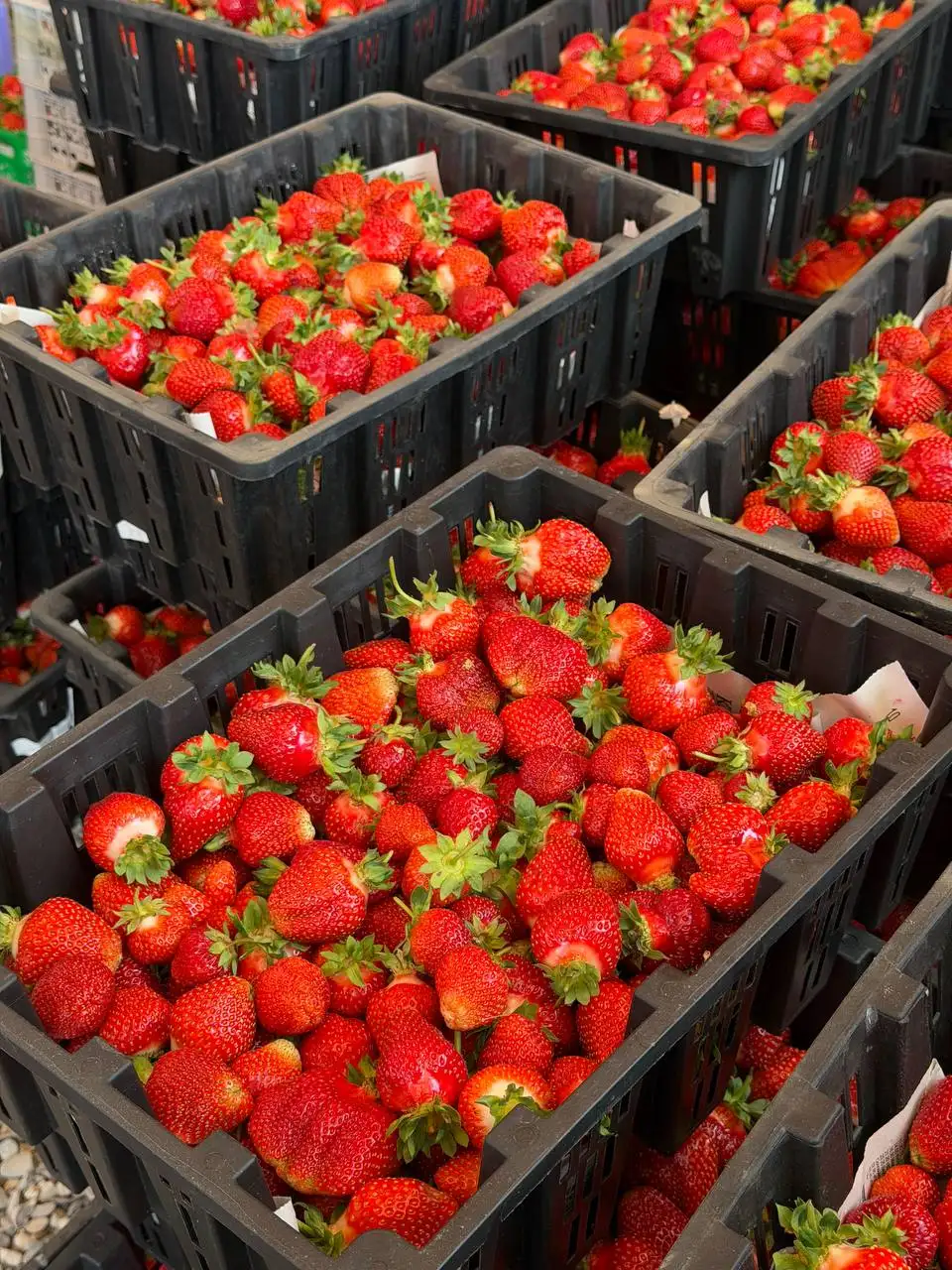 Клубника домашняя - Продукты в Хабаровск