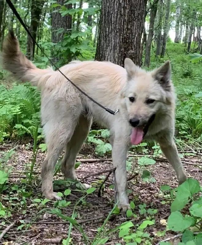 🐾 Ищу дом! Лисёнок 8 месяцев в добрые руки - Животные в Хабаровск