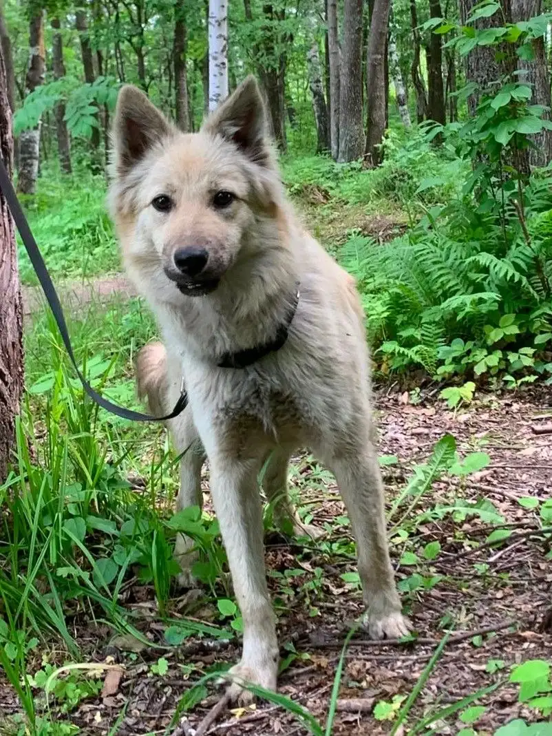 🐾 Ищу дом! Лисёнок 8 месяцев в добрые руки - Животные в Хабаровск