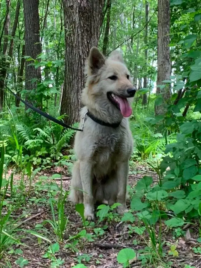 🐾 Ищу дом! Лисёнок 8 месяцев в добрые руки - Животные в Хабаровск