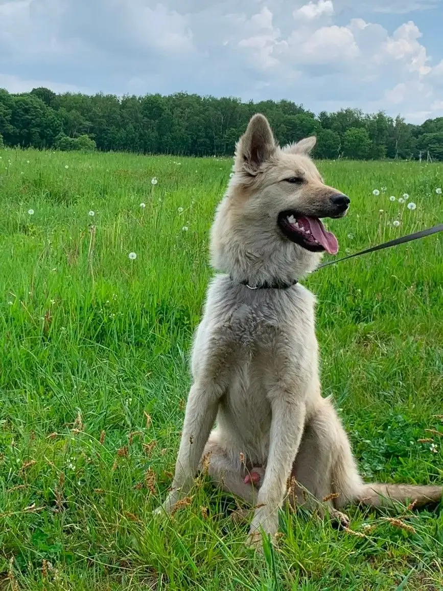 🐾 Ищу дом! Лисёнок 8 месяцев в добрые руки - Животные в Хабаровск