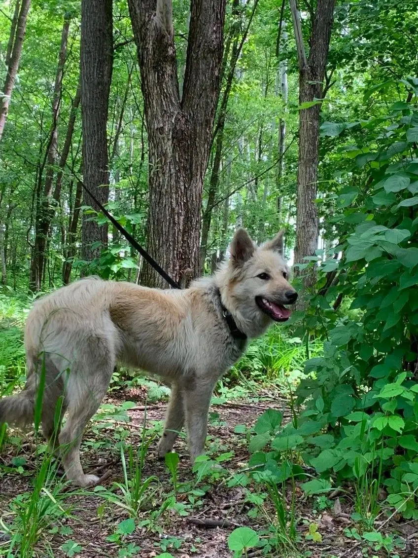 🐾 Ищу дом! Лисёнок 8 месяцев в добрые руки - Животные в Хабаровск