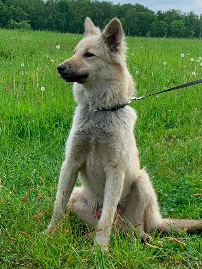 🐾 Ищу дом! Лисёнок 8 месяцев в добрые руки - Животные в Хабаровск