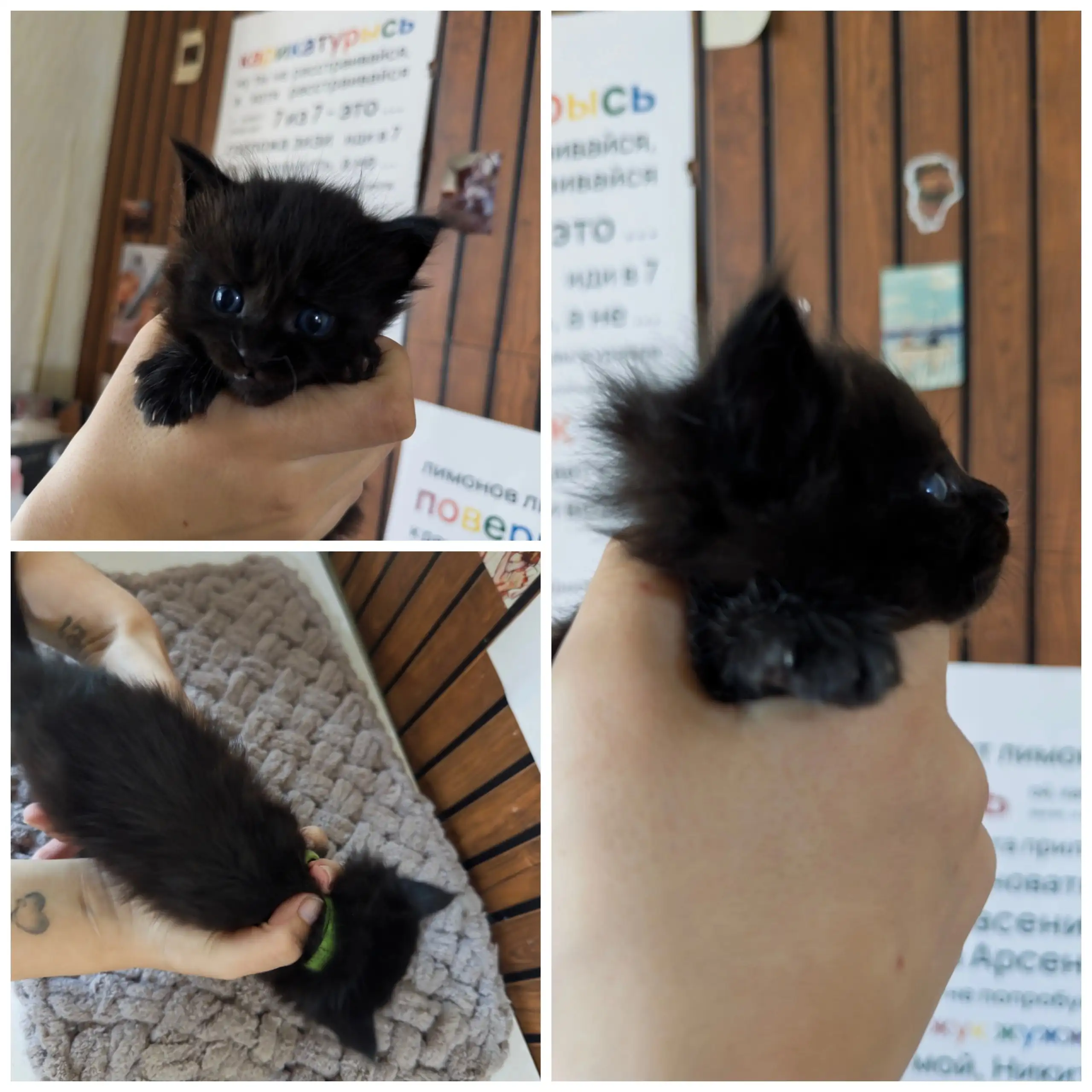Продажа котят мейн кун - Кошки (Животные) в Хабаровск