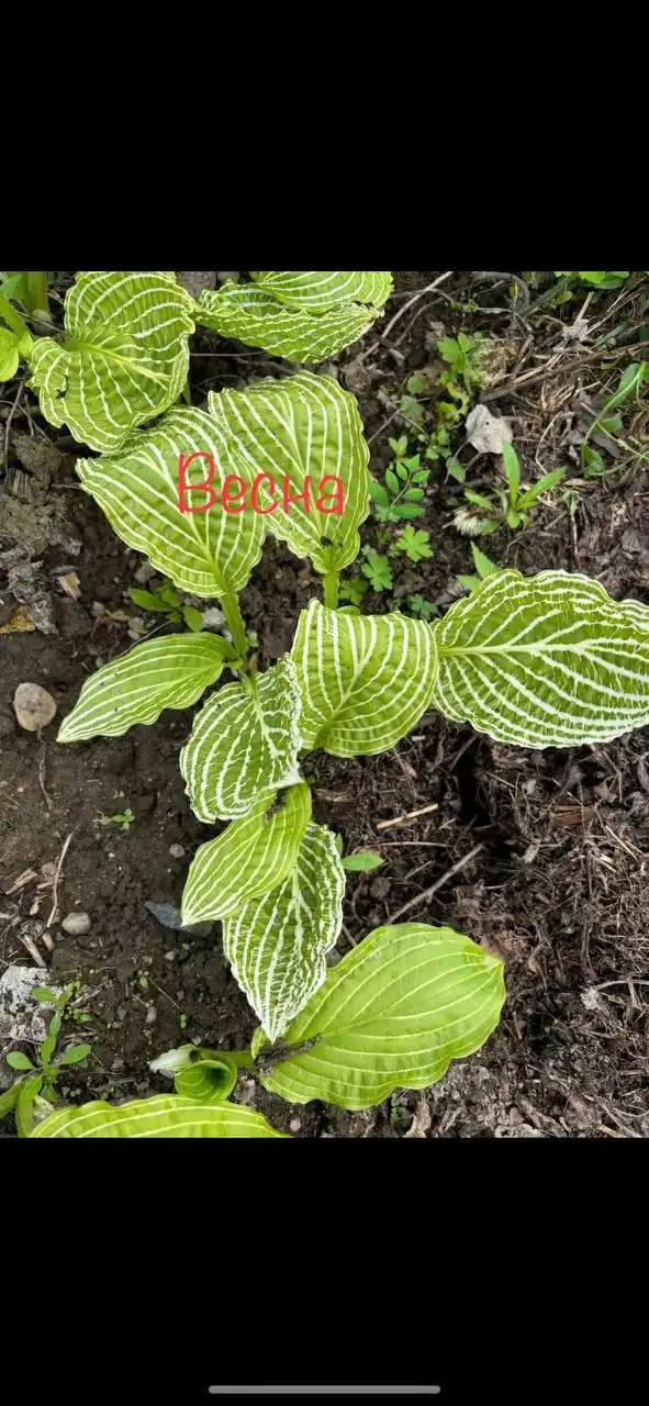 Продажа хост на 26 год