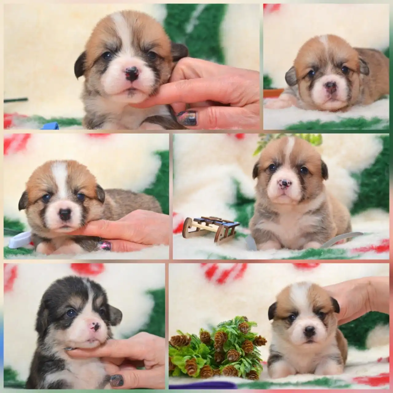 Продажа щенков вельш корги пемброк в Хабаровске