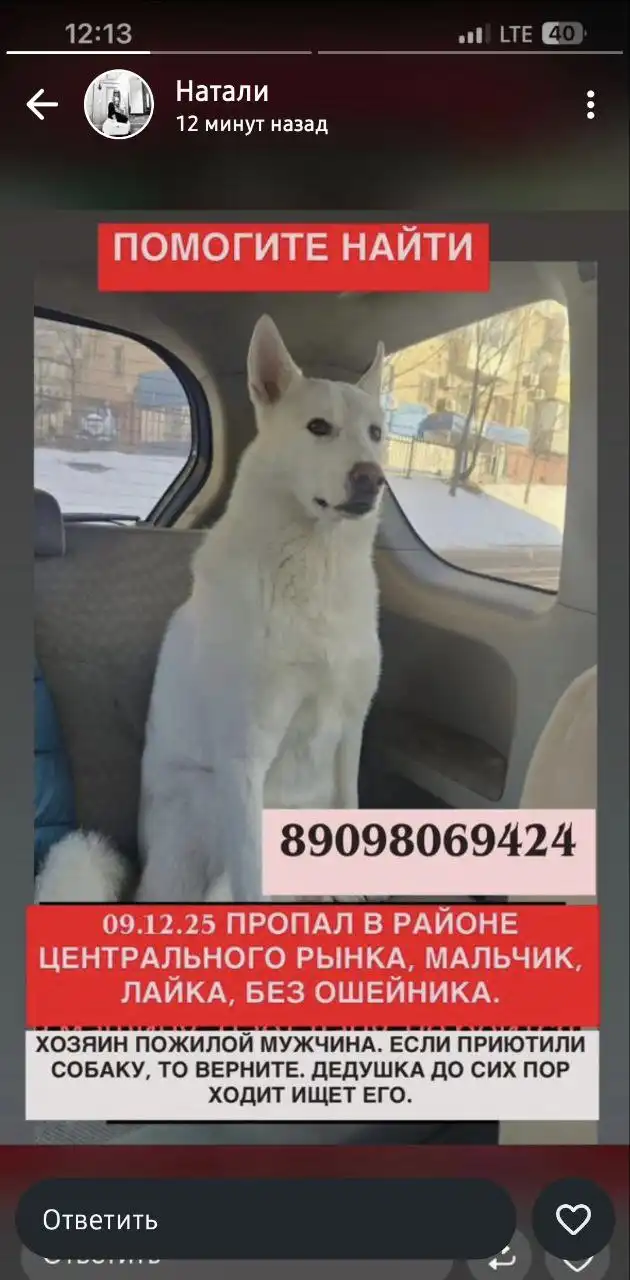 Поиск пропавшей собаки в Хабаровске