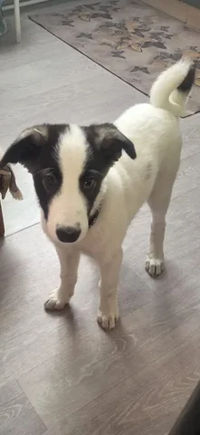 Щенок лайки 2.5 месяца в Лучегорске - Животные в Лучегорск