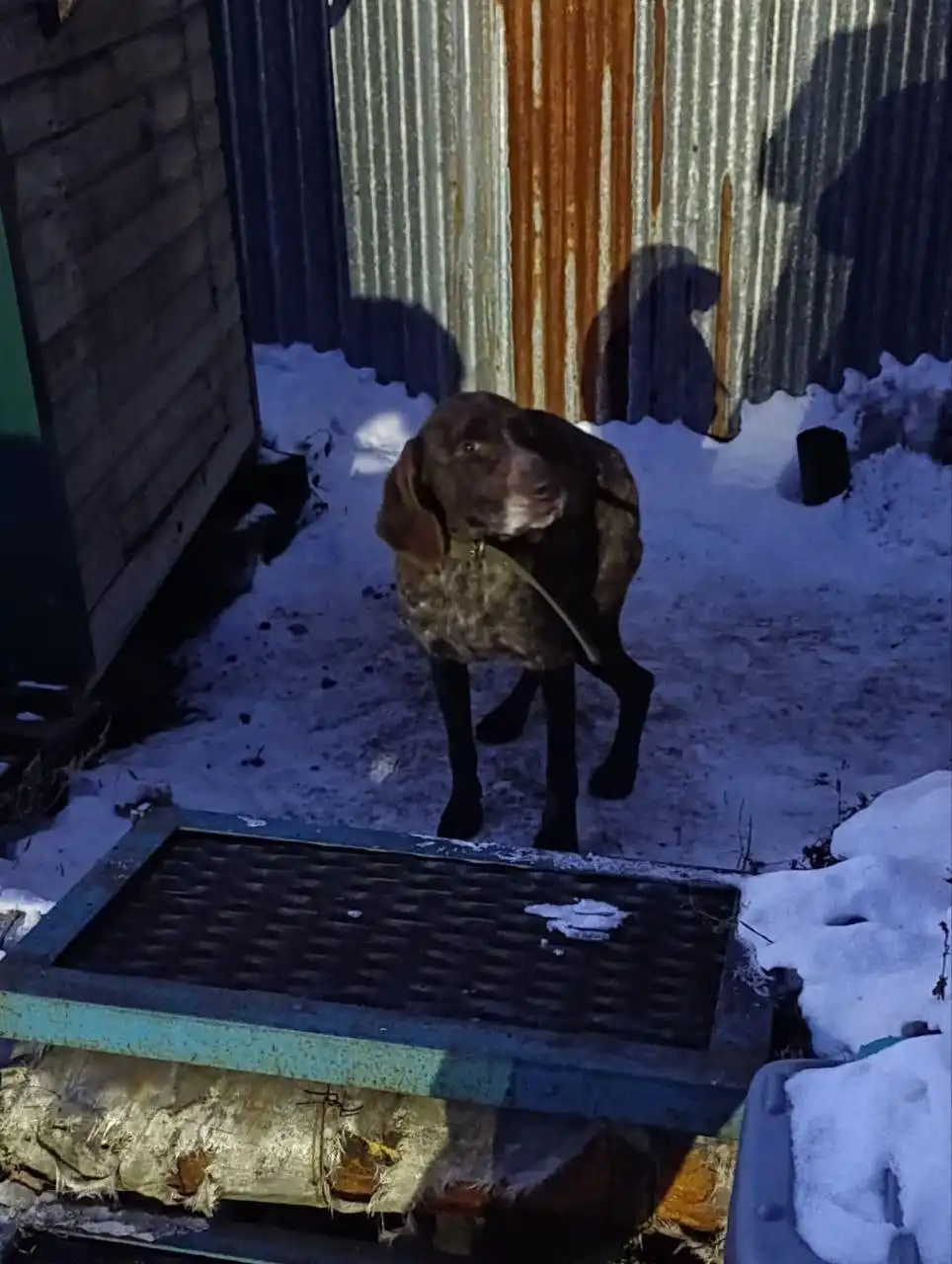 Найден истощенный пес в районе ул. Горького