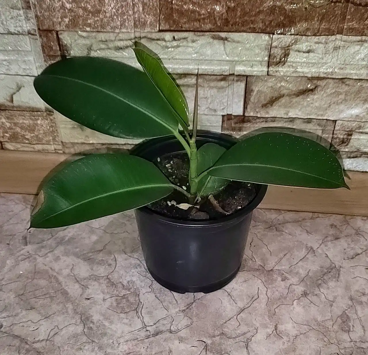 Фикус в Железнодорожном районе Хабаровска