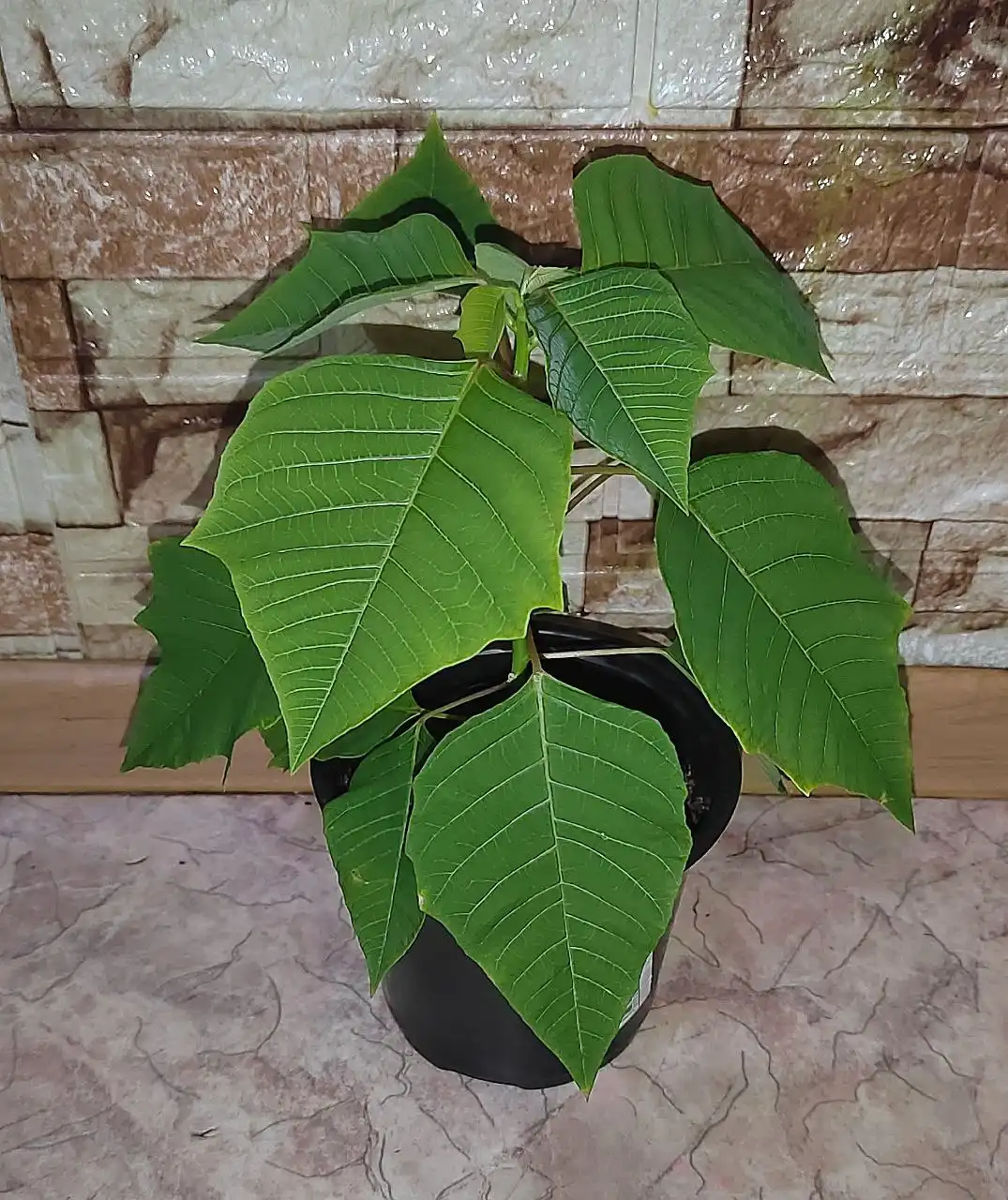 Пуансетия рождественская звезда