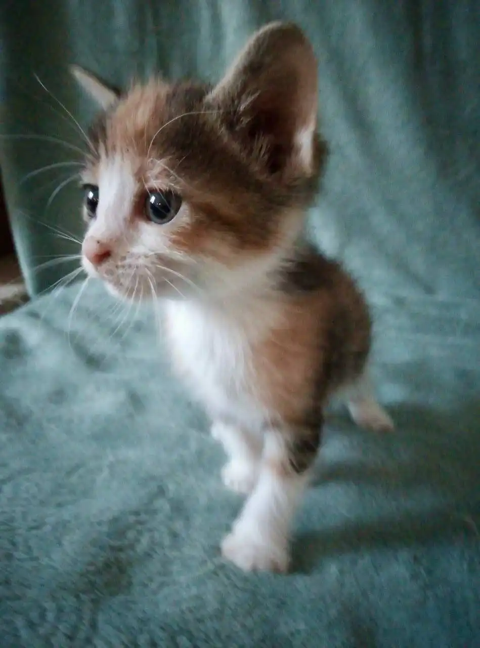 Котята ищут дом в Хабаровске