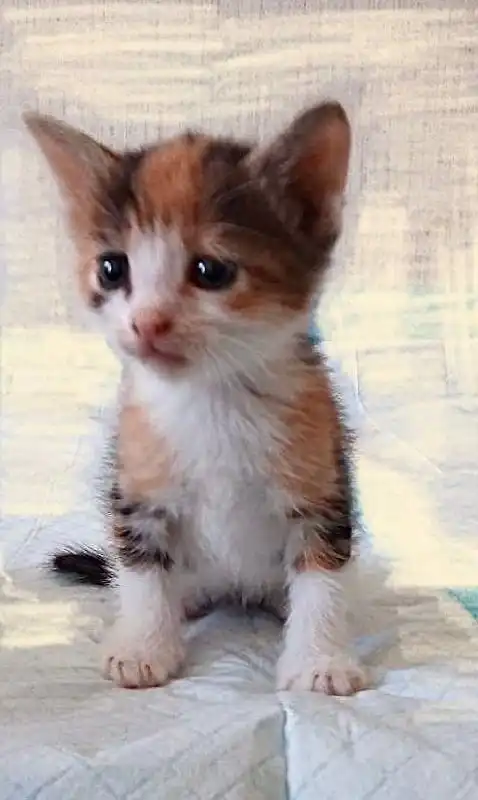 Котята ищут дом в Хабаровске