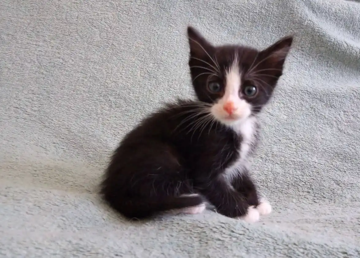 Котята ищут дом в Хабаровске