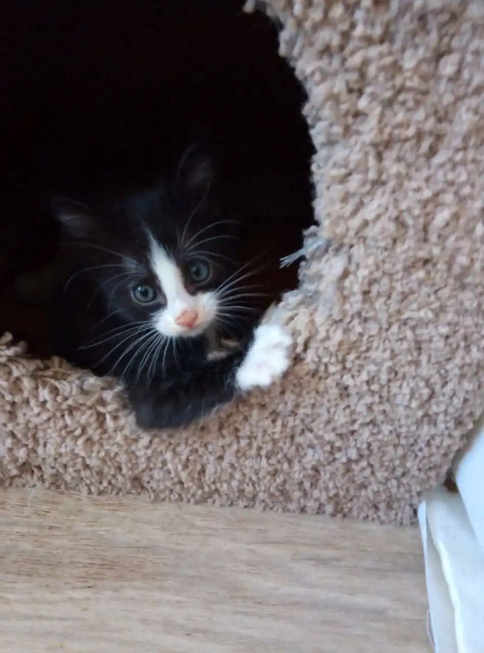 Котята ищут дом в Хабаровске