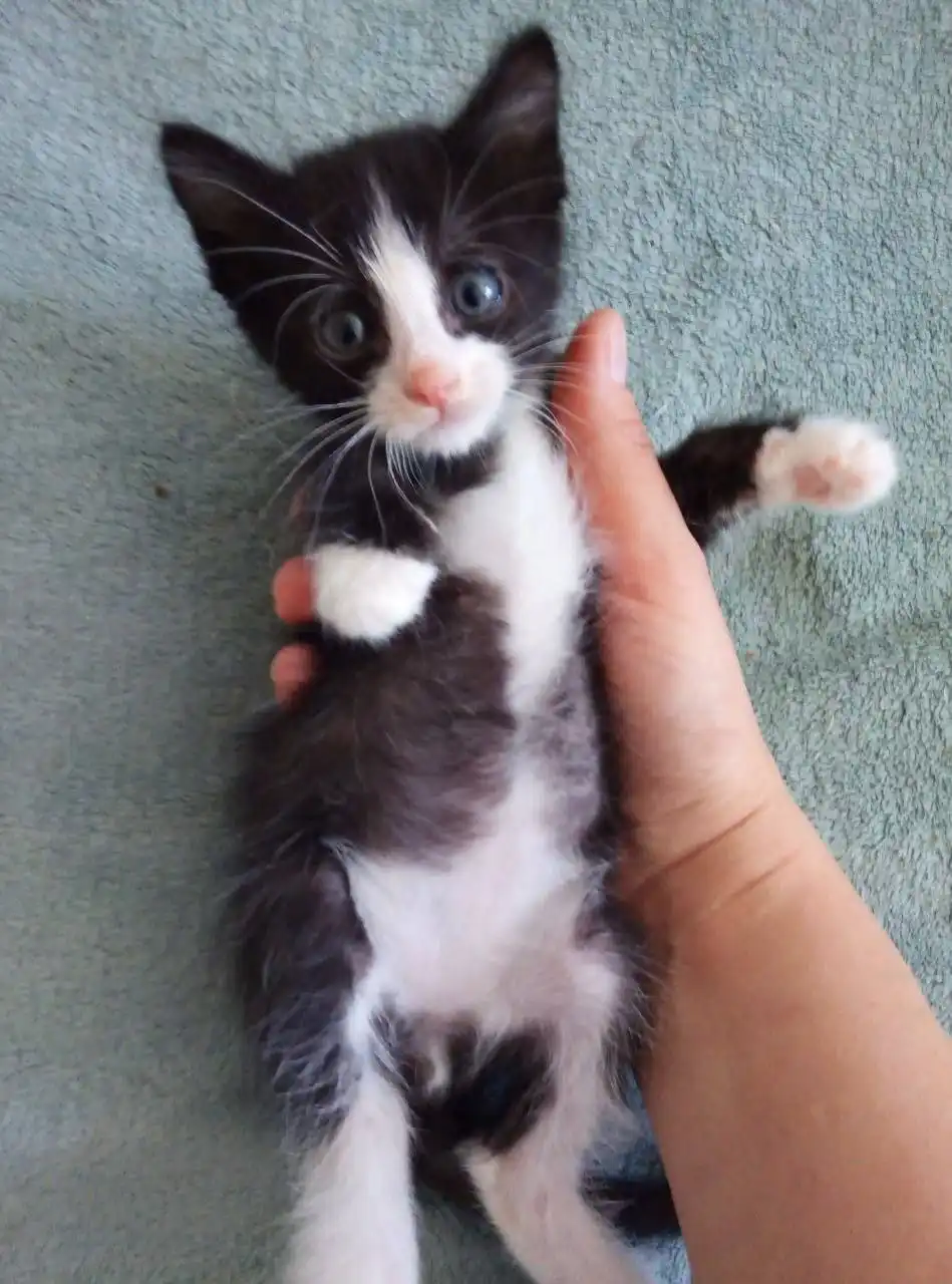 Котята ищут дом в Хабаровске