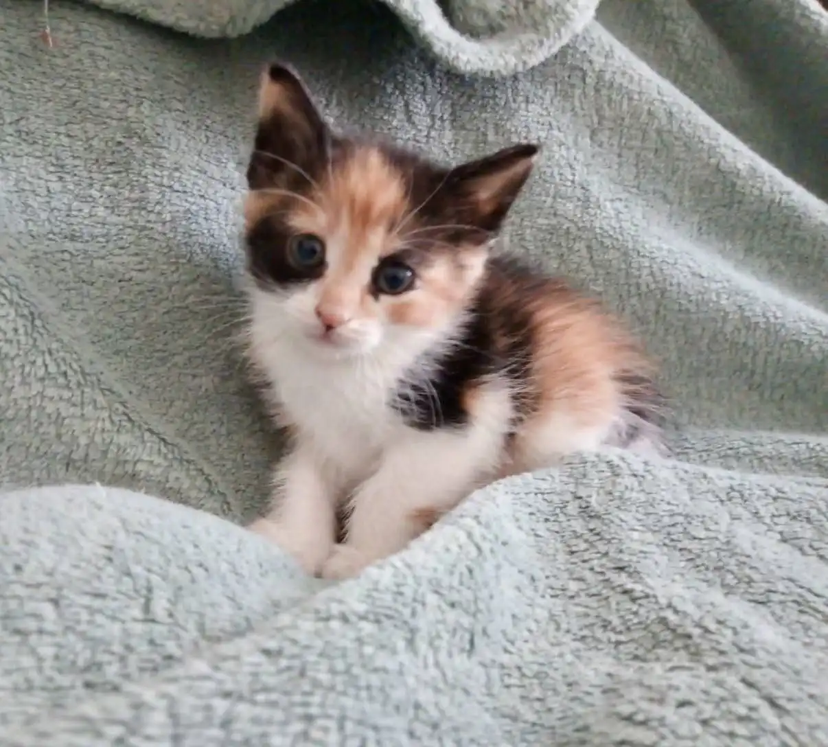 Котята ищут дом в Хабаровске