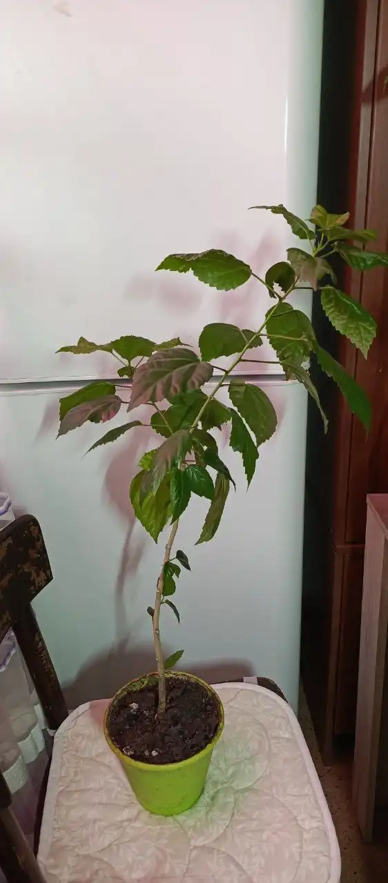 Продажа комнатных цветов в горшках