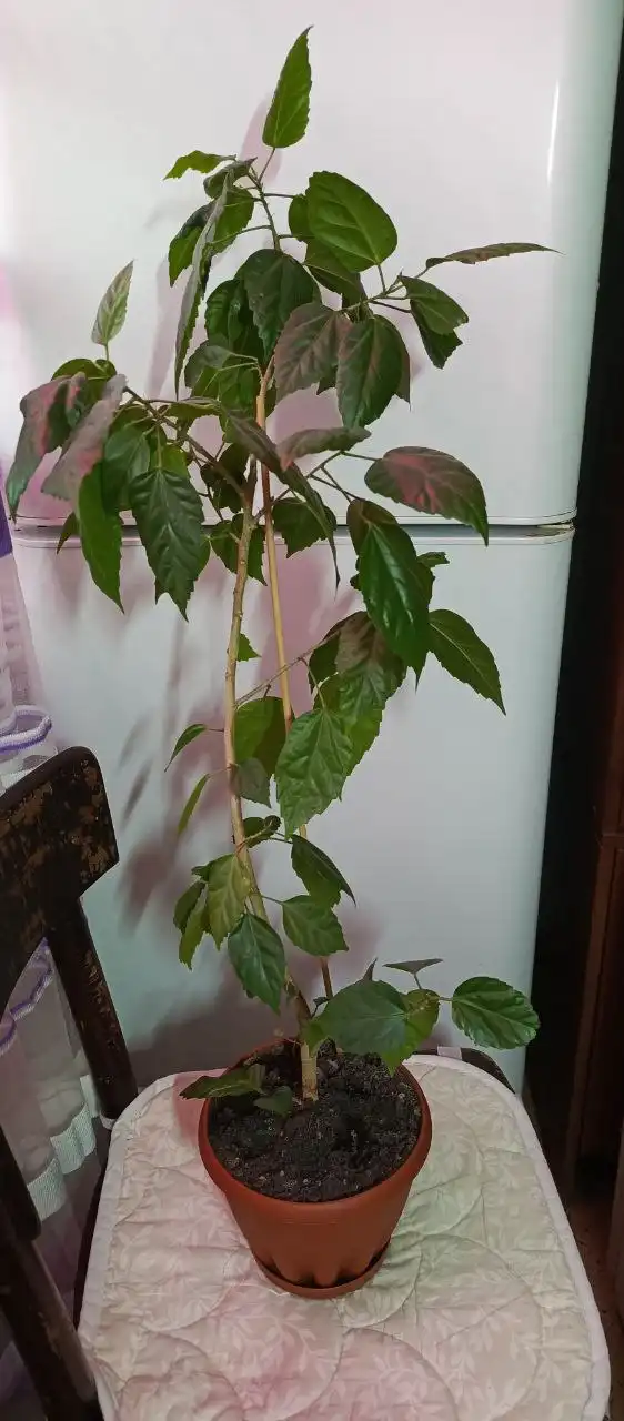 Продажа комнатных цветов в горшках