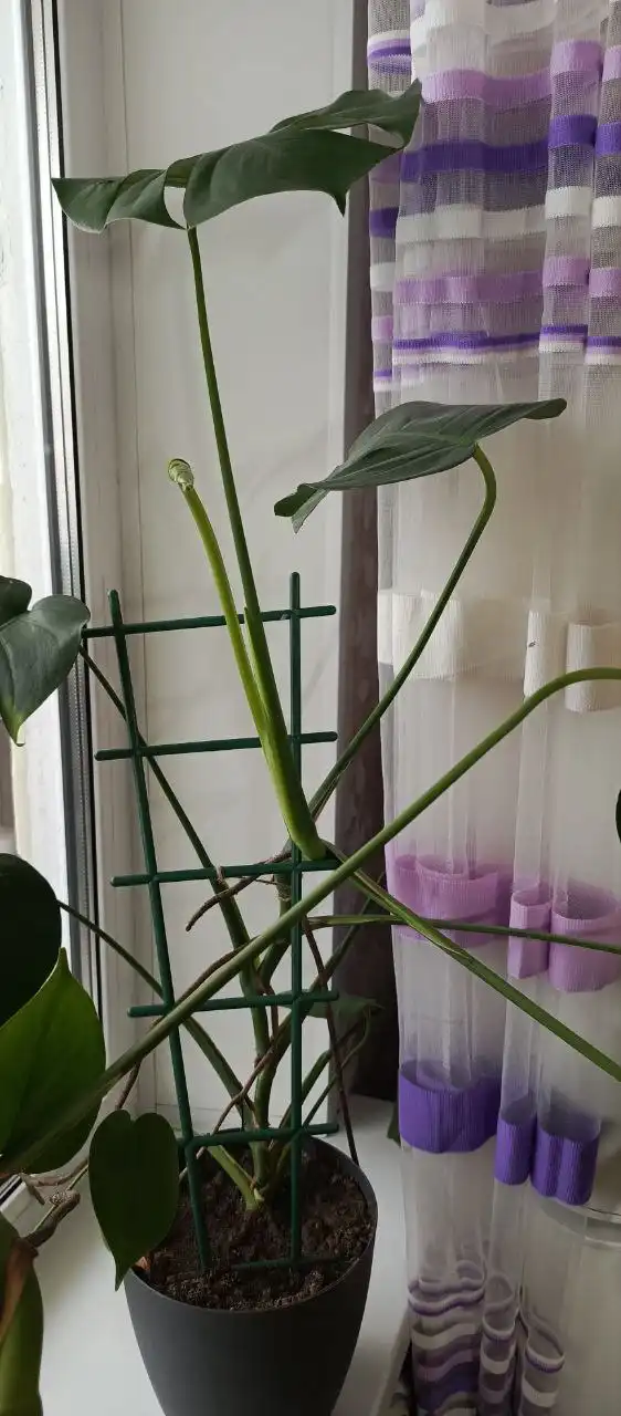 Продажа комнатных цветов в горшках