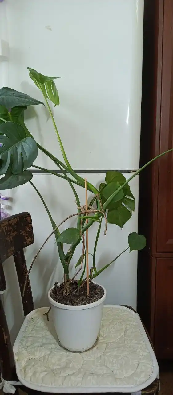 Продажа комнатных цветов в горшках