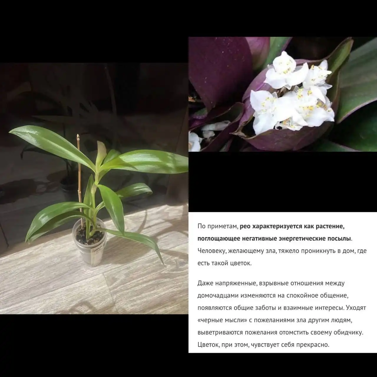 Комнатные цветы Рео для гармонии в доме