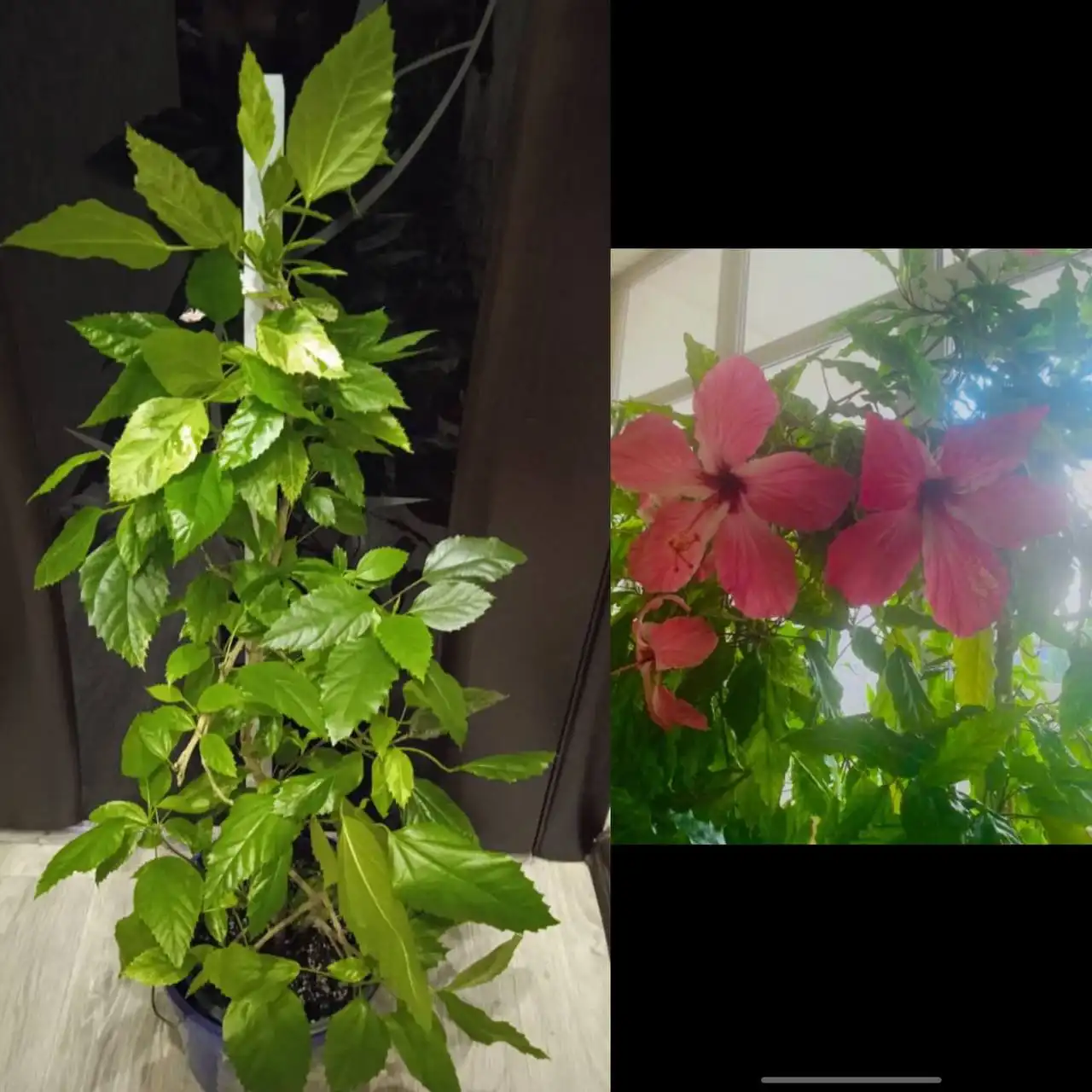 Продажа большого Гибискуса Купера