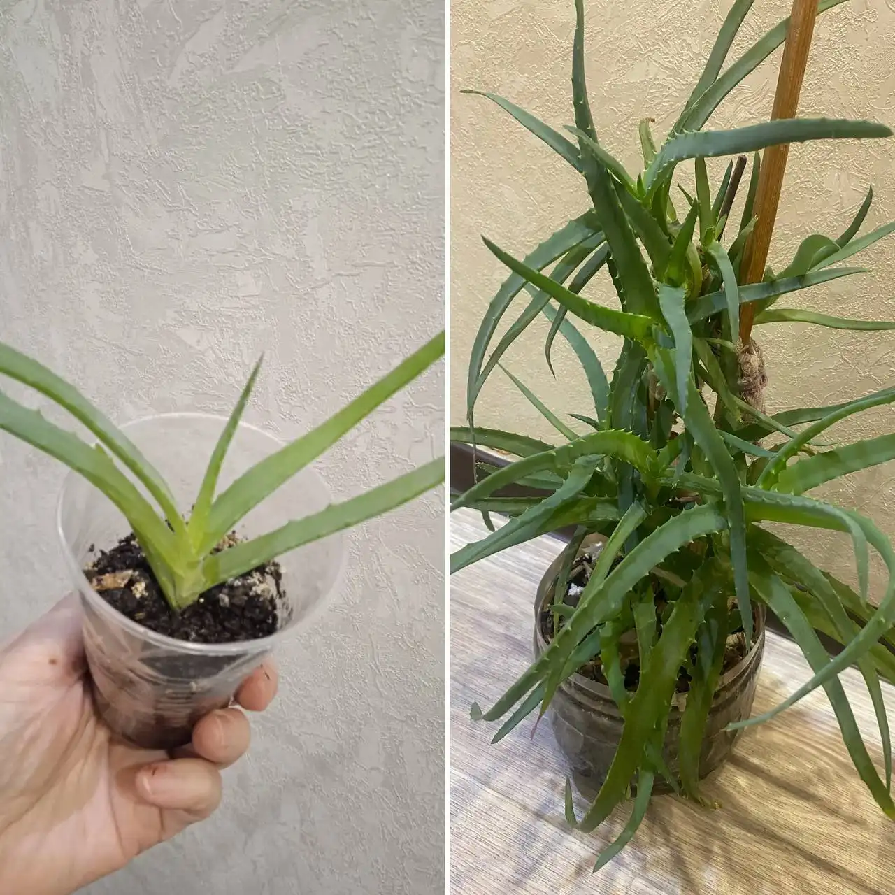 Продажа алоэ в Кемерово