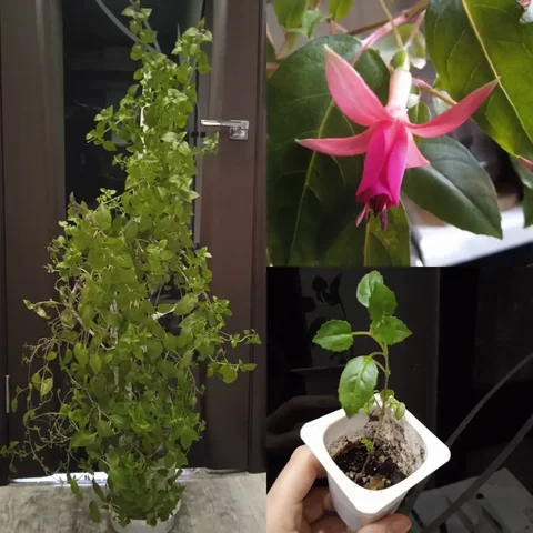 Продажа фуксии взрослый метровый куст и черенки - Хобби и отдых в Кемерово