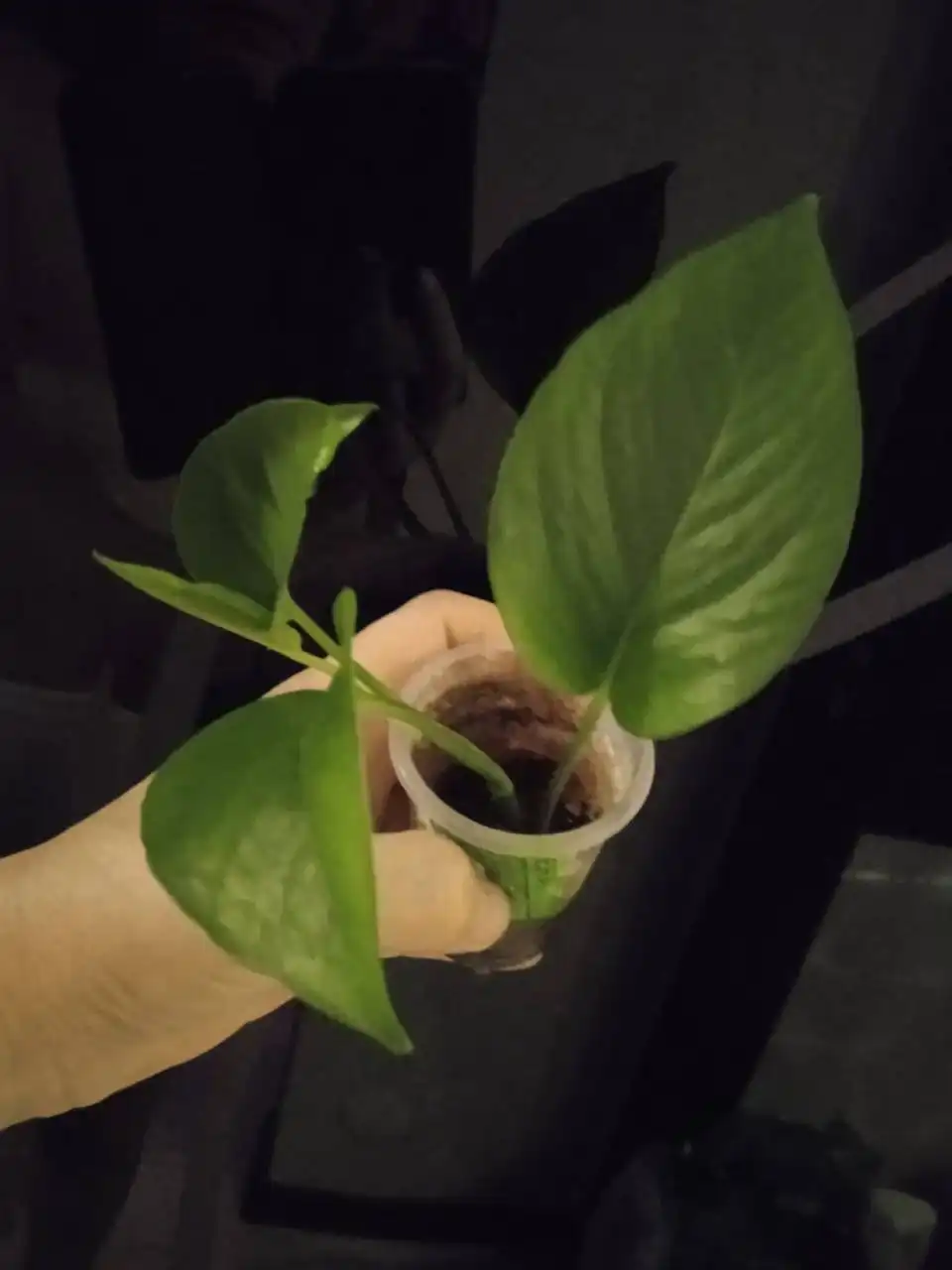 Сциндапсус неон хорошо укоренён